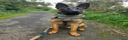 German Shepherd dogs for stud: German Shepherd for stud outstanding boy  - Advert 1