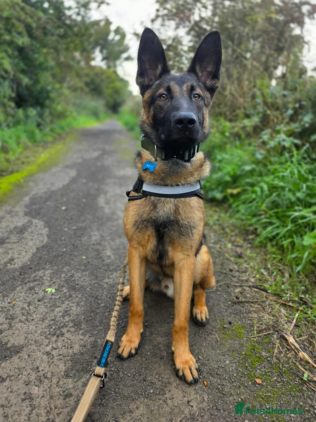 German Shepherd dogs for stud: German Shepherd for stud outstanding boy  - Advert 1