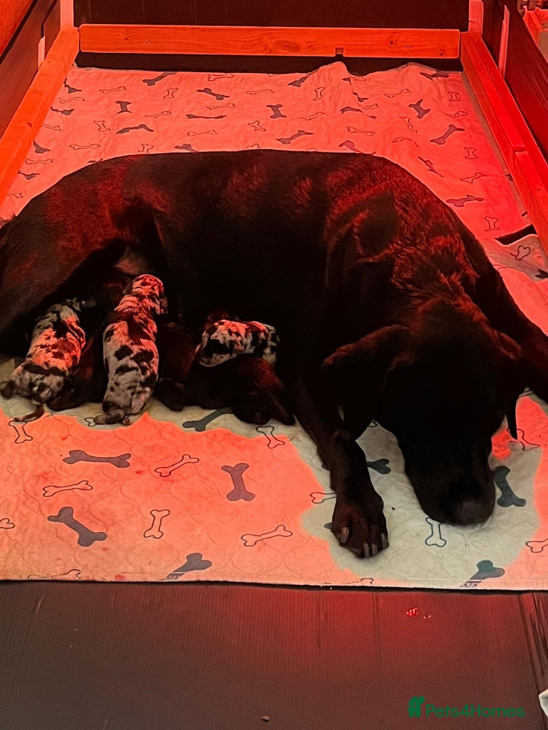 Labradoodle dogs for sale: Labradoodle puppies (home-raised) for sale - Advert 3