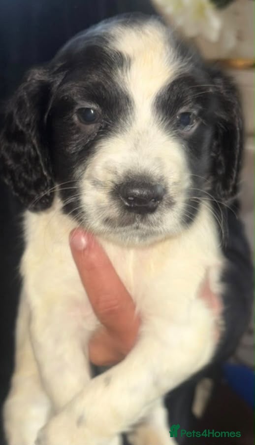 Cocker Spaniel dogs for sale: Cocker spaniel pups  - Advert 1
