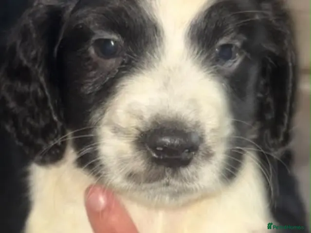 Cocker Spaniel dogs for sale: Cocker spaniel pups - Advert 1