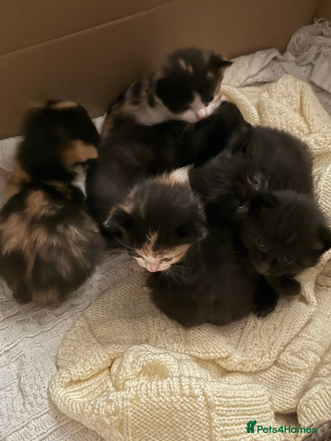 Mixed Breed cats for sale: Ragamuffin mix kittens  - Image 21