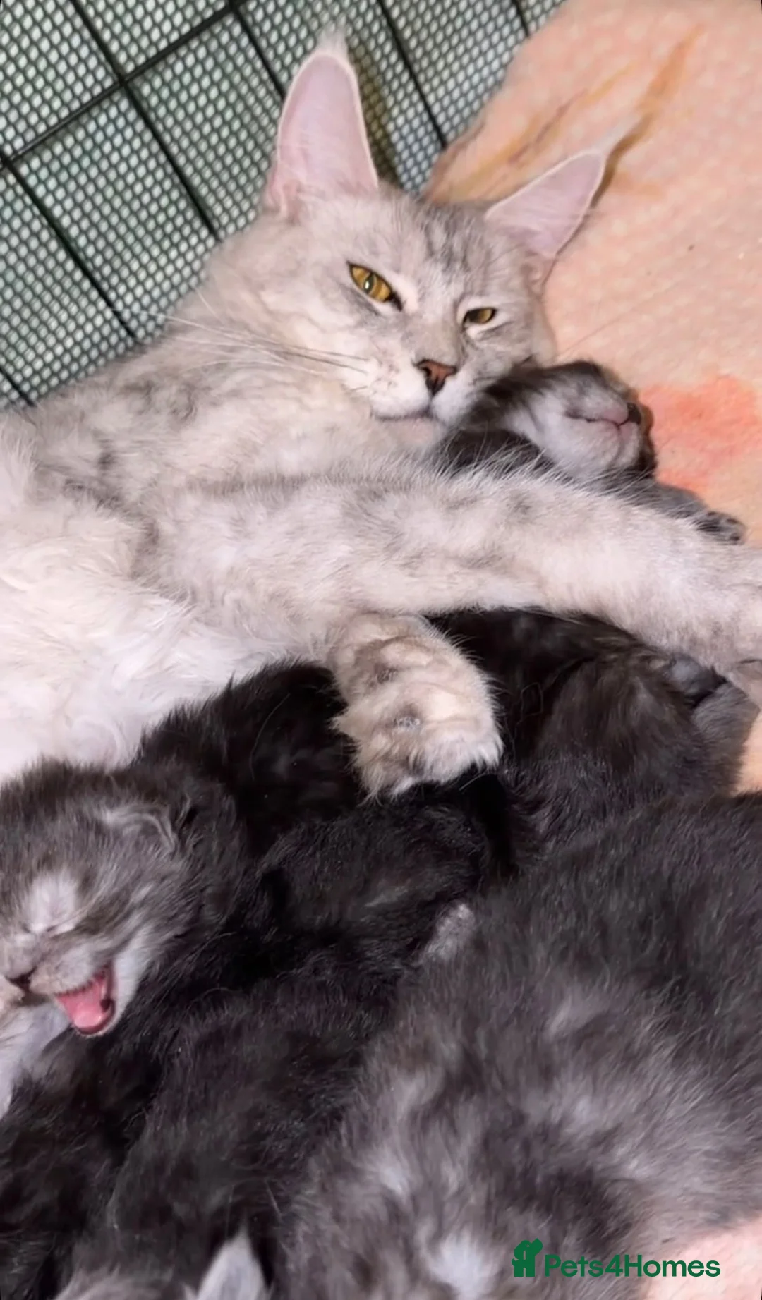 Maine Coon cats for sale: Stunning Smoke Maine Coon Kittens⭐ - Advert 2