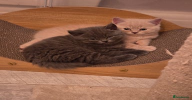 British Shorthair cats - Advert 15