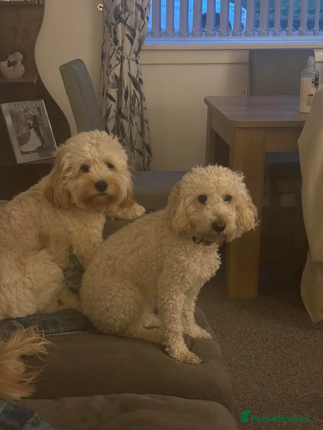 Mixed Breed dogs for sale: Beautiful Cavapoochon puppies for sale. - Advert 2