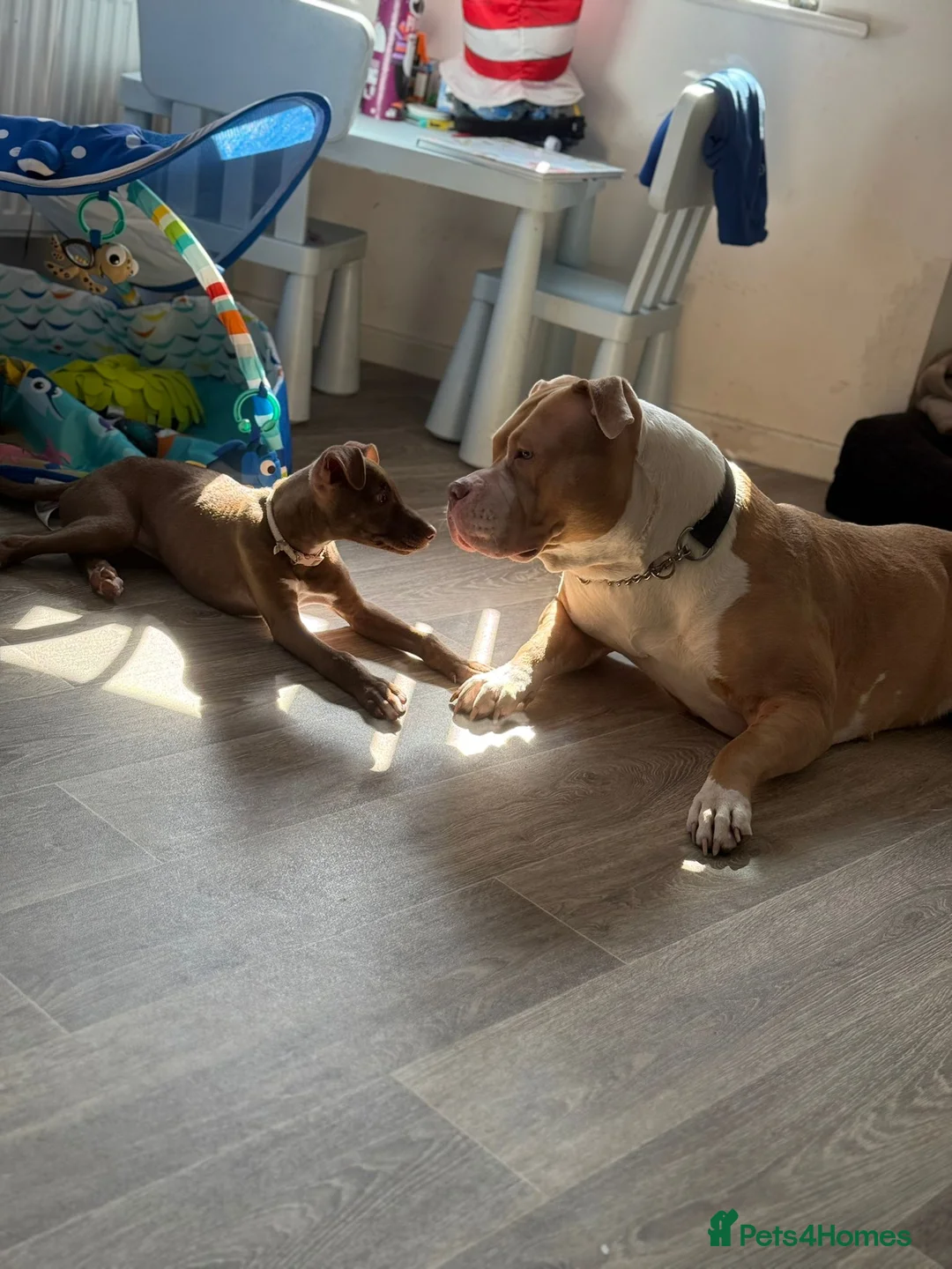 Mixed Breed dogs for sale: Tia lurcher /staff in Kingston upon Thames - Advert 1