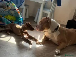 Mixed Breed dogs Tia lurcher /staff - Advert 9