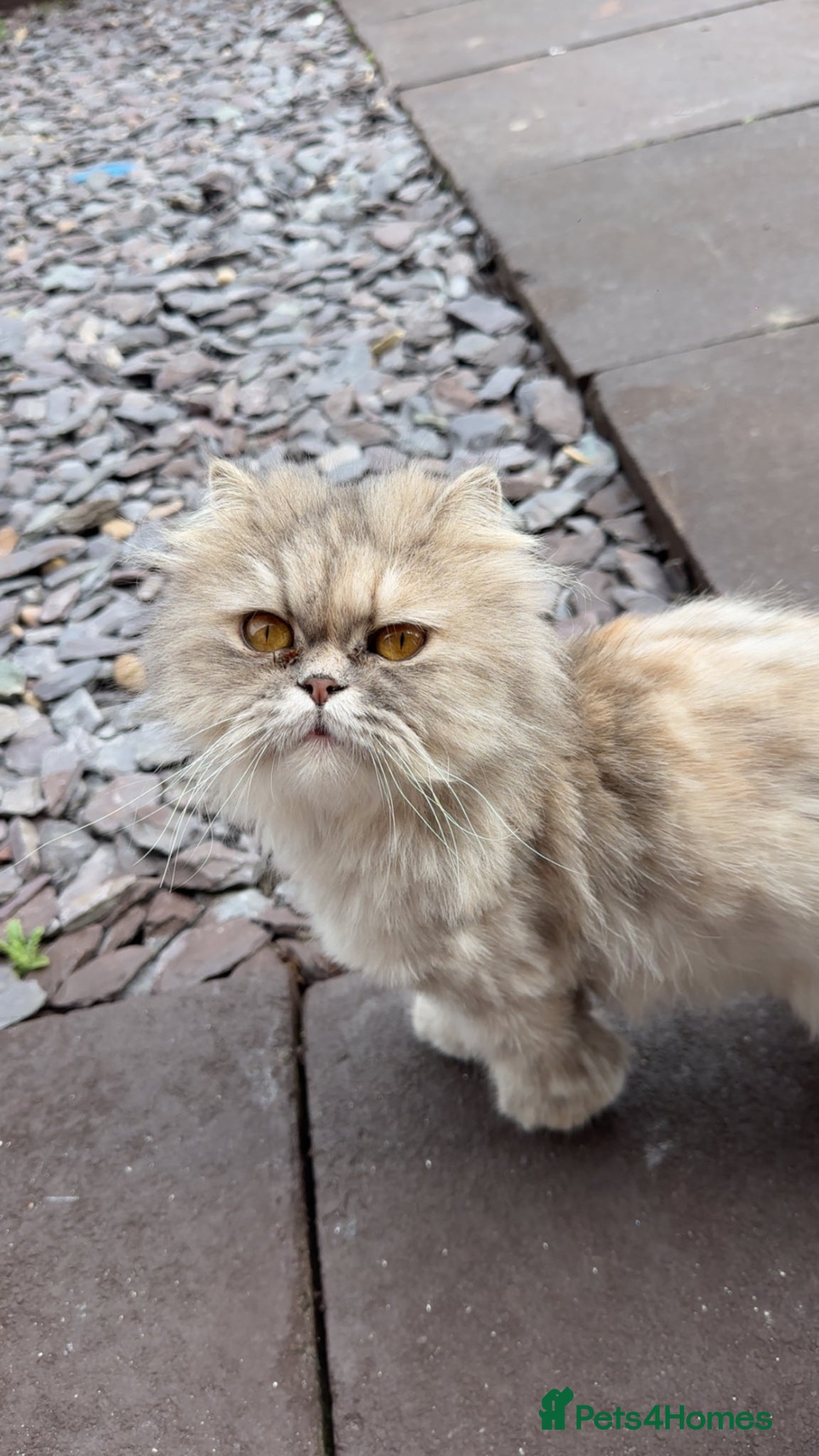Perdoll cats Persian babies  - Advert 1