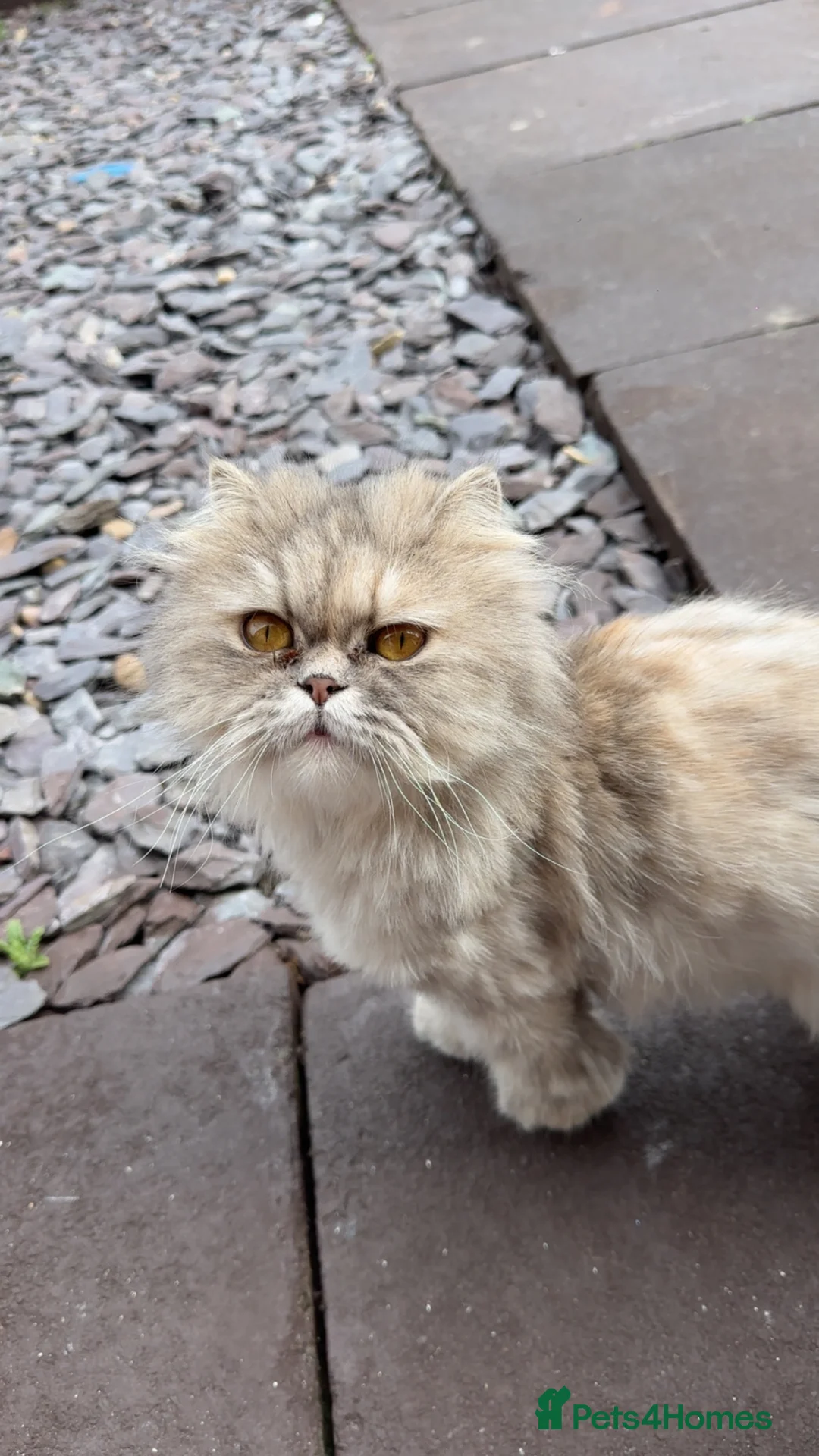 Perdoll cats for sale: Persian babies  in Doncaster - Advert 1