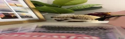 Pygmy Hedgehog rodents for sale: Year old Pygmy Hedgehog  - Advert 6