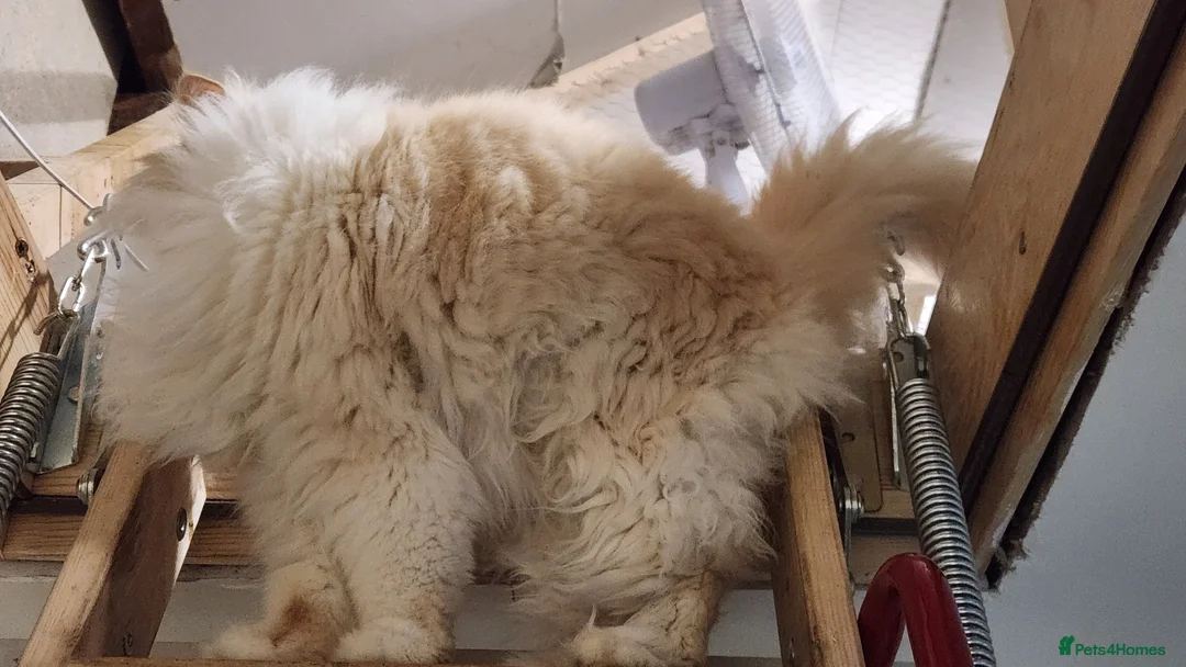 Persian cats for sale: Persian Queen, GCCF Active - Advert 3