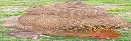 Chickens poultry for sale: POL Chickens stunning Purebreeds for sale in Callington - Advert 13