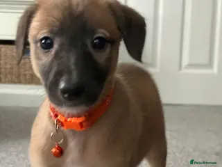 Mixed Breed dogs All Girls Greyhound Whippet Lurcher Cross Puppies! - Advert 17