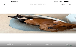 Mixed Breed cats for sale: Kitten for sale (14 weeks old)  - Image 16