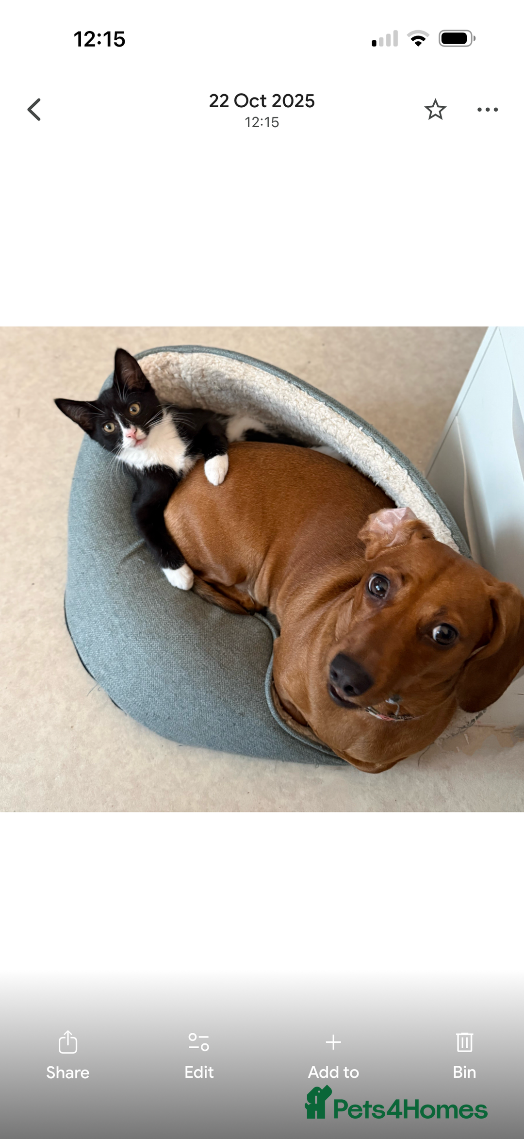 Mixed Breed cats for sale: Kitten for sale (14 weeks old)  - Image 16