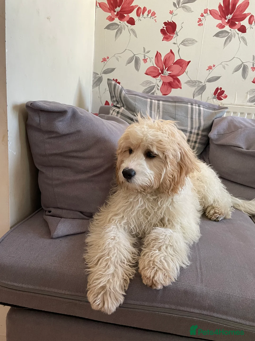 Cavapoo dogs for sale: Smart 7-Month-Old Puppy Looking for Forever Home - Advert 4