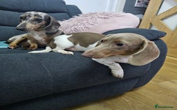 Miniature Dachshund dogs for sale: 2 miniature dachshunds must stay together - Image 6