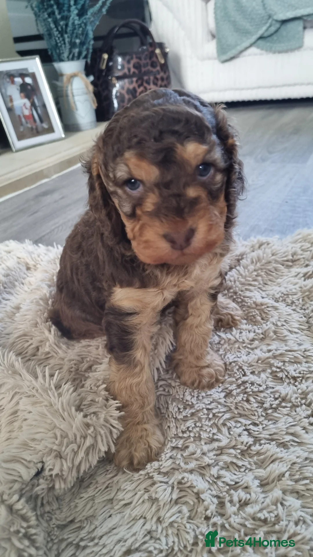 Cockapoo dogs for sale: F2 Cockapoo - Advert 2