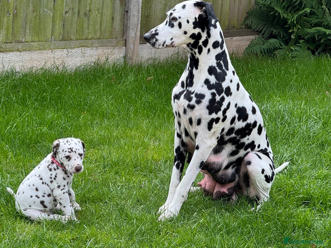 Dalmatian dogs for sale: 7 Dalmatian puppies available  - Image 16