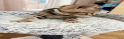 Bengal cats for sale: Quality Bengal kittens in Harrow - Advert 6