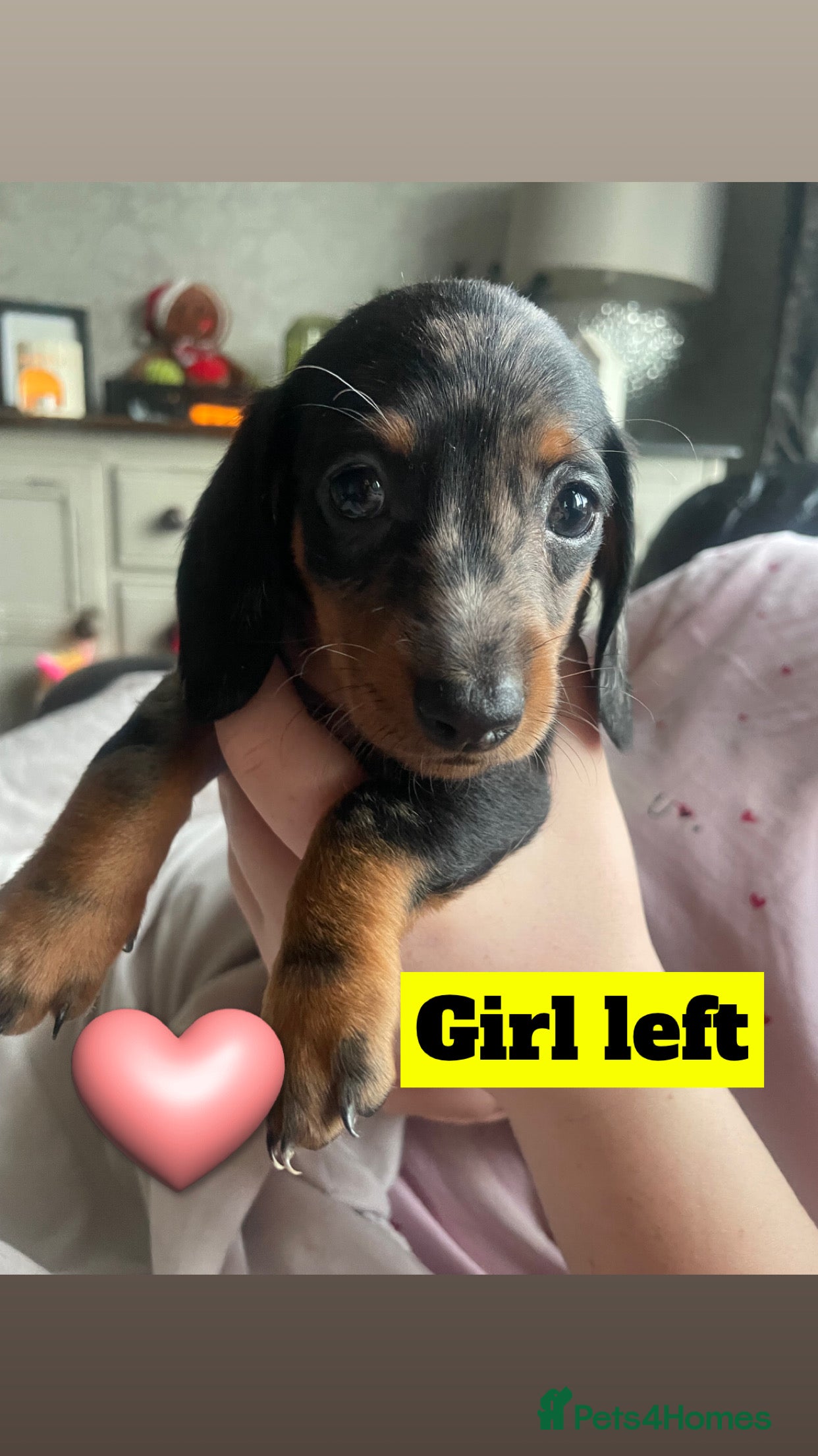 Dachshund dogs READY NOW Standard Smooth Dachshunds - Advert 15