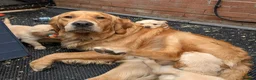 Golden Retriever dogs for stud: KC (red) golden retriever  - Advert 14