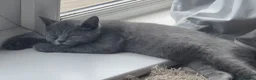 British Shorthair cats for sale: British short hair kitten male in Liverpool - Advert 5