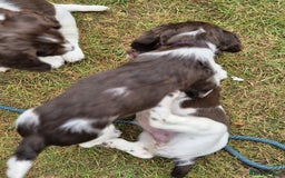 English Springer Spaniel dogs for sale: KC Reg. READY NOW. English Springer Spaniel 8 WKS - Image 32