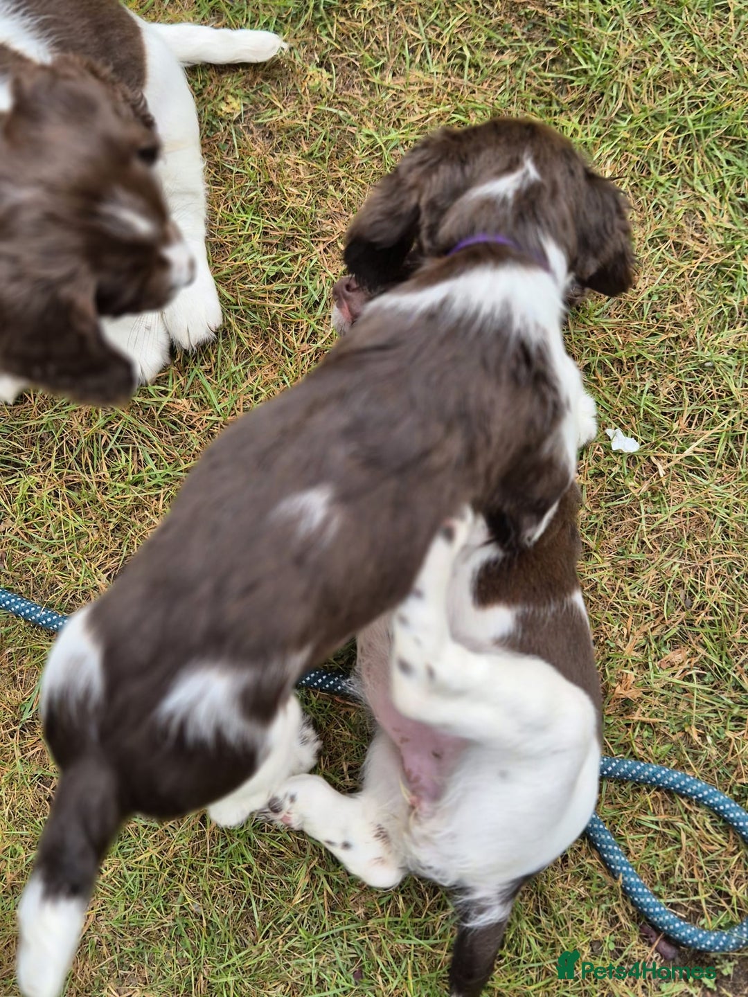 English Springer Spaniel dogs for sale: KC Reg. READY NOW. English Springer Spaniel 8 WKS - Image 32