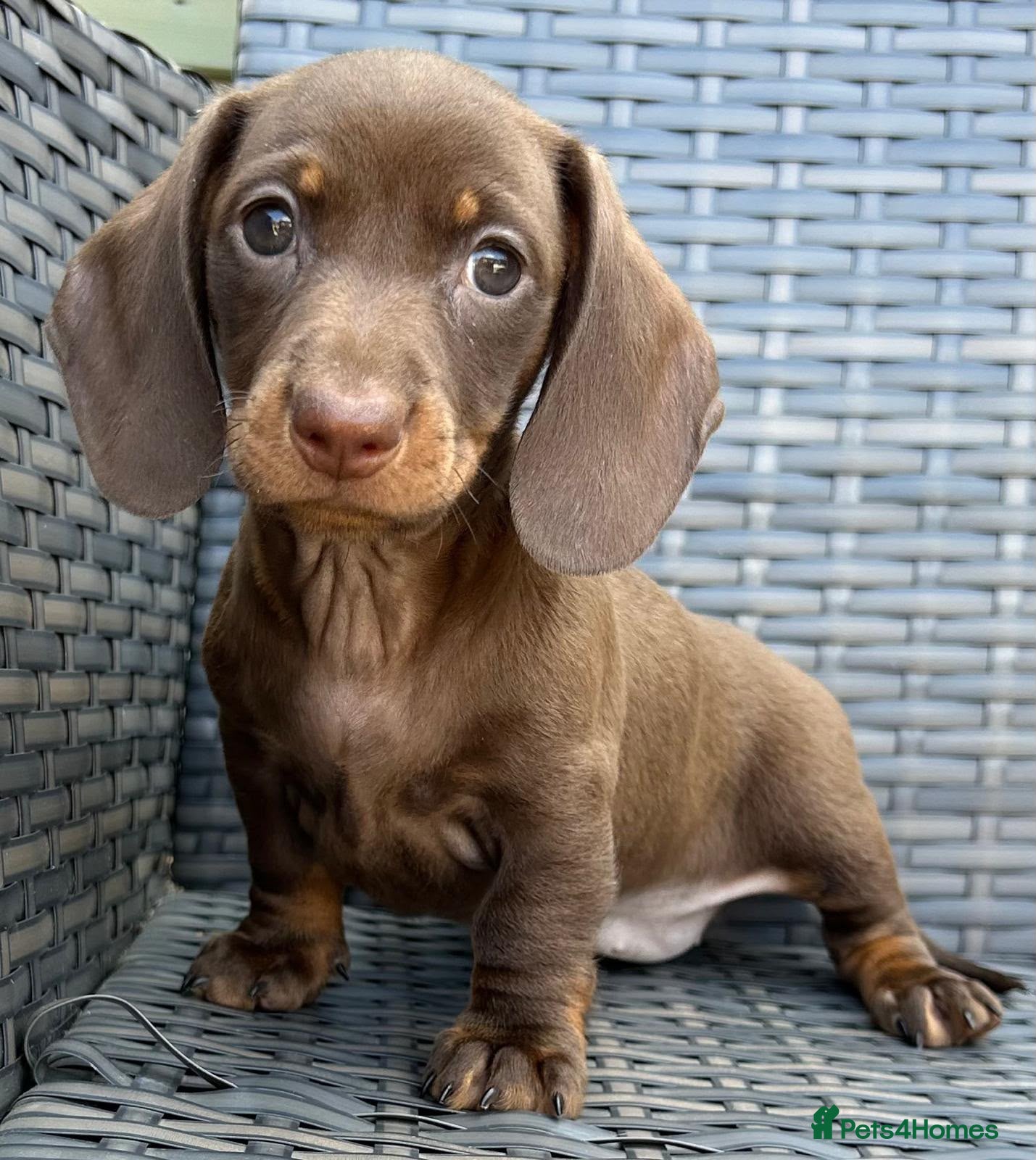 Miniature Dachshund dogs Ready now kc mini short hair Dashound  - Advert 12