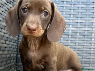 Miniature Dachshund dogs Ready now kc mini short hair Dashound - Advert 6