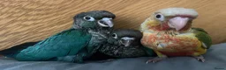 Conures birds for sale: Hand raised baby green cheek conures  - Advert 2