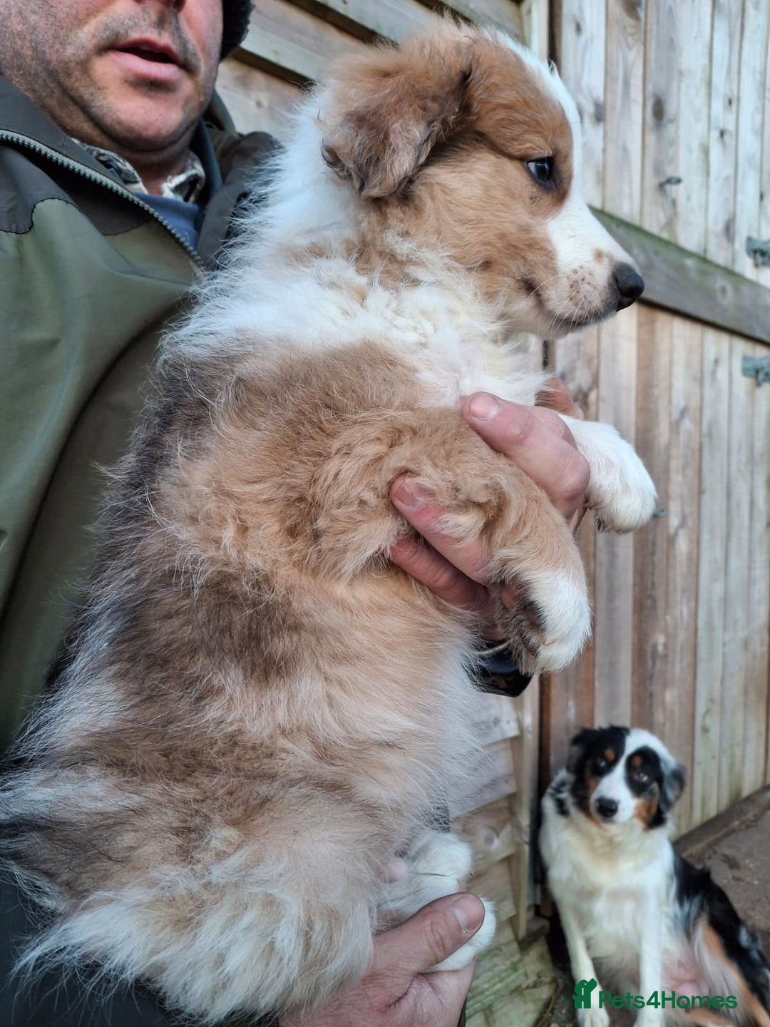 Border Collie dogs for sale: Rare sable merle long coat collie puppies  - Advert 4