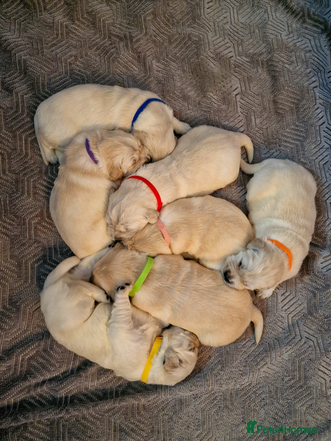 Golden Retriever dogs for sale: KC Registered Golden Retriever Puppies - Advert 3