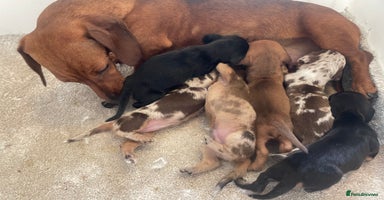 Miniature Dachshund dogs - Advert 6