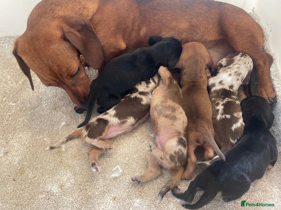 Miniature Dachshund dogs for sale: Stunning miniature type Dachunds  - Image 3