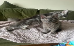 Maine Coon cats for sale: Ready now. Maine Coons big and chunky💖 - Image 38