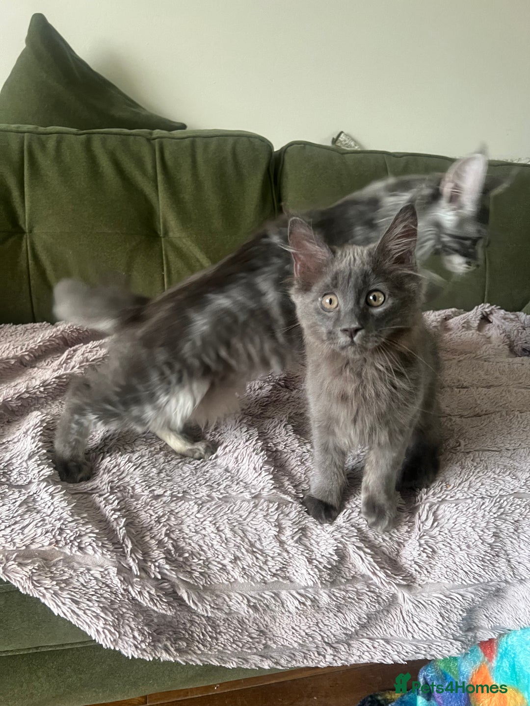 Maine Coon cats for sale: Ready now. Maine Coons big and chunky💖 - Image 38
