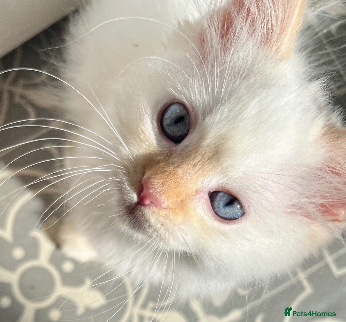 Ragdoll cats Ragdoll kittens  - Advert 4