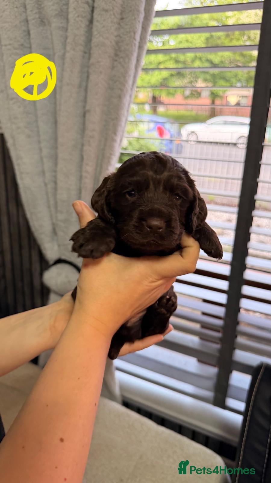 Cocker Spaniel dogs for sale: KC Reg Working Cocker Spaniel Pups ** 1 Boy Left** - Advert 18