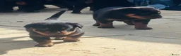 Rottweiler dogs for sale: ELITE KC REGISTERED GERMAN ROTTWEILER PUPPIES  - Advert 26