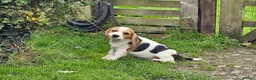 Beagle dogs for sale: 2Beautiful KC Registered Beagle Pups - Ready Now - Advert 5