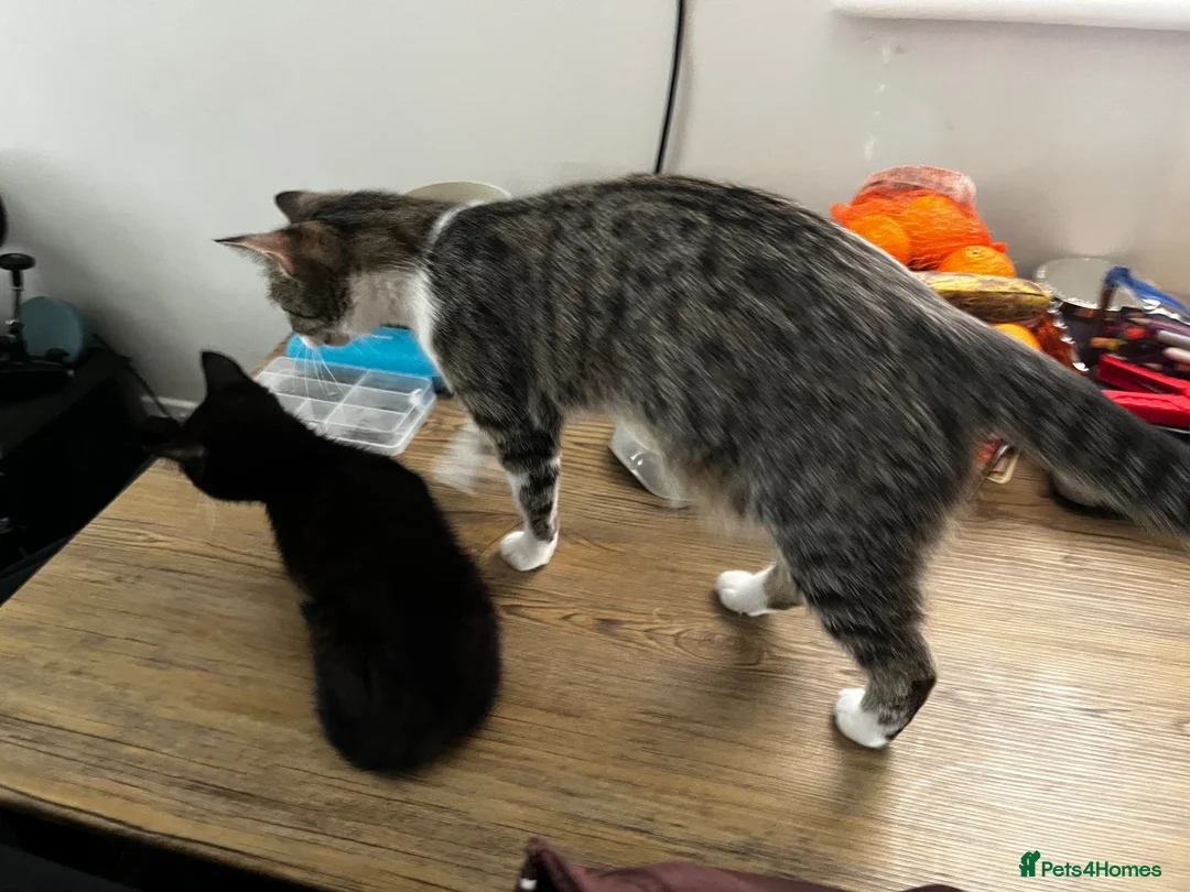 Mixed Breed cats for sale: Beautiful little Gizmo(Gizzy) kitten in Hayling Island - Advert 2
