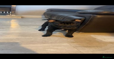 Staffordshire Bull Terrier dogs - Advert 8