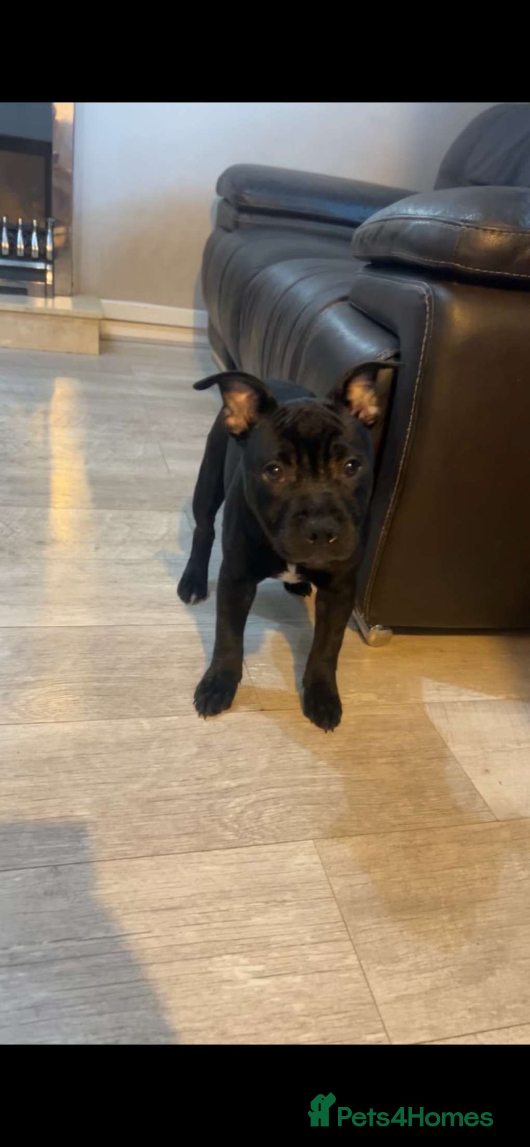 Staffordshire Bull Terrier dogs for sale: Staffy pups  - Image 3