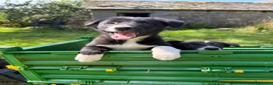 Border Collie 2