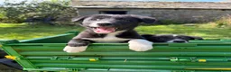 Border Collie dogs for sale: 4 Beautiful Border Collie Pups  in Lancaster - Advert 9