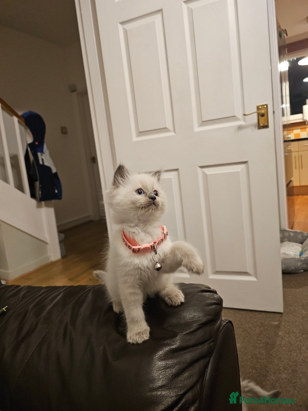 Ragdoll cats for sale: Ragdoll kittens 100% pure - Advert 5