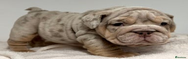 English Bulldog Puppy 1