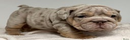 English Bulldog dogs for sale: *Stunning* KC English bulldog puppies ready soon!! - Advert 3